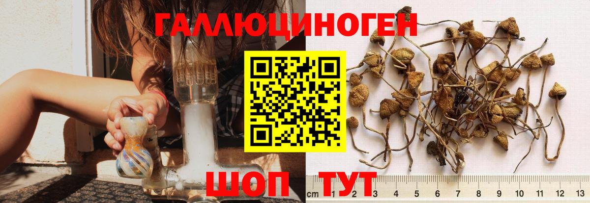 Псилоцибиновые грибы MAGIC MUSHROOMS Курчалой